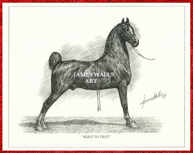 Hackney Pony Stallion Print