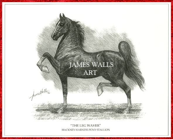 Hackney Harness Pony Stallion Print