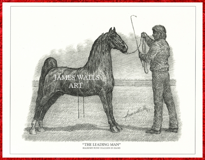 Hackney Pony Stallion in Hand Print
