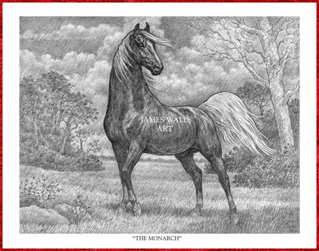 Saddlebred Stallion